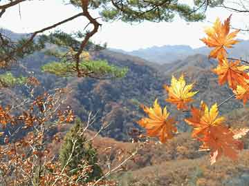 黃島商鋪出租最新信息概覽，最新動態(tài)與租賃指南