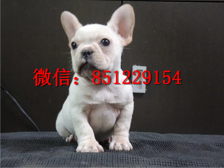 法牛犬行情走勢(shì)揭秘，溫馨日常背后的市場趨勢(shì)