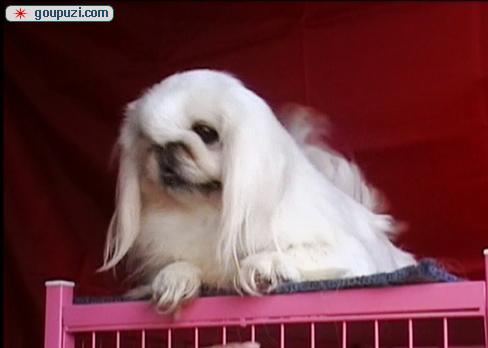 秀珍犬價(jià)格行情揭秘，變化中的市場行情與學(xué)習(xí)自信的力量