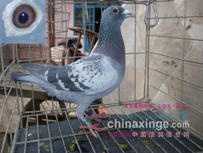 最新臺鴿翱翔夢想，學習鑄就自信之翼