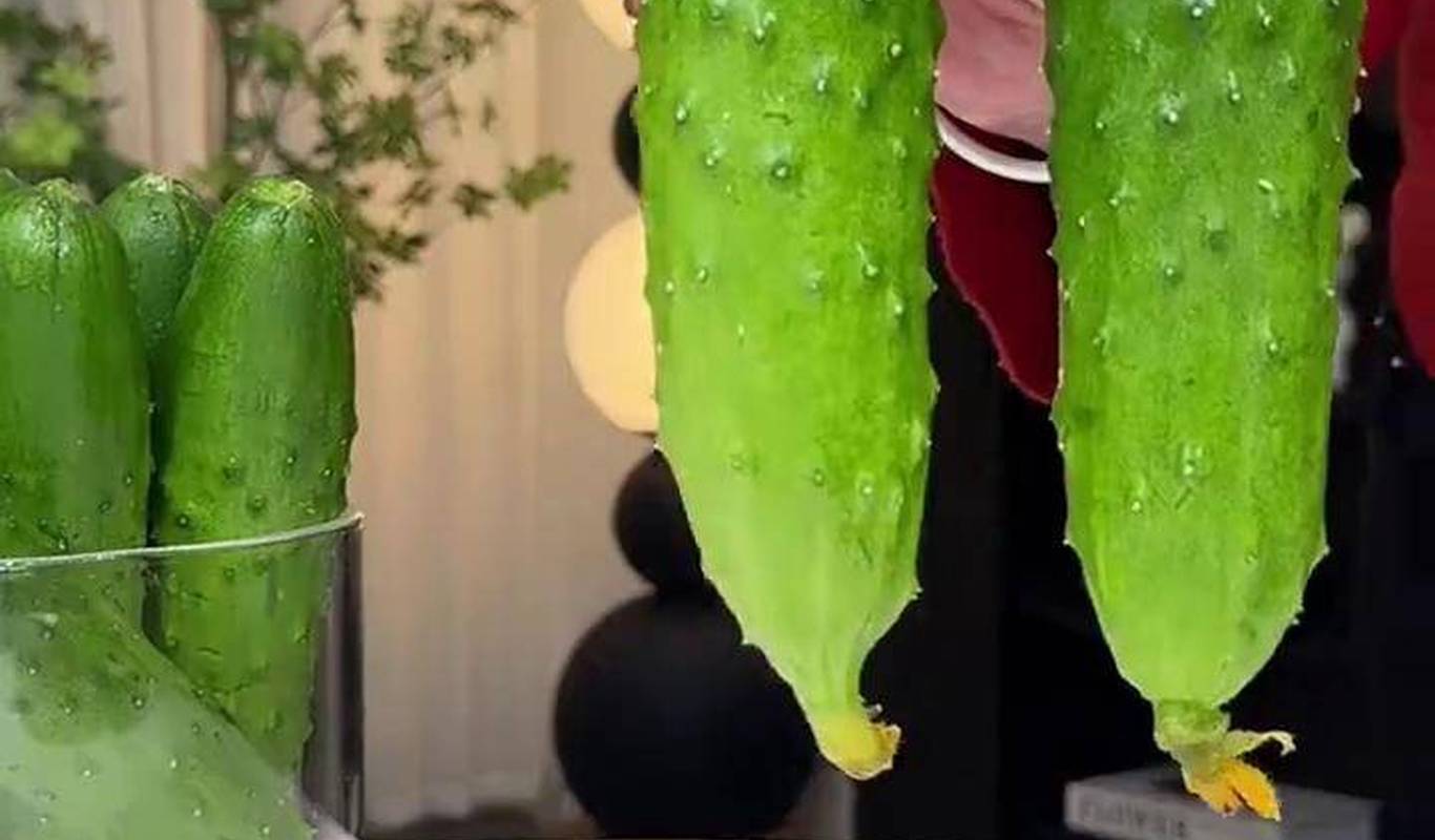 黃瓜視頻下載最新版，時(shí)代背景下短視頻巨頭的迅速崛起