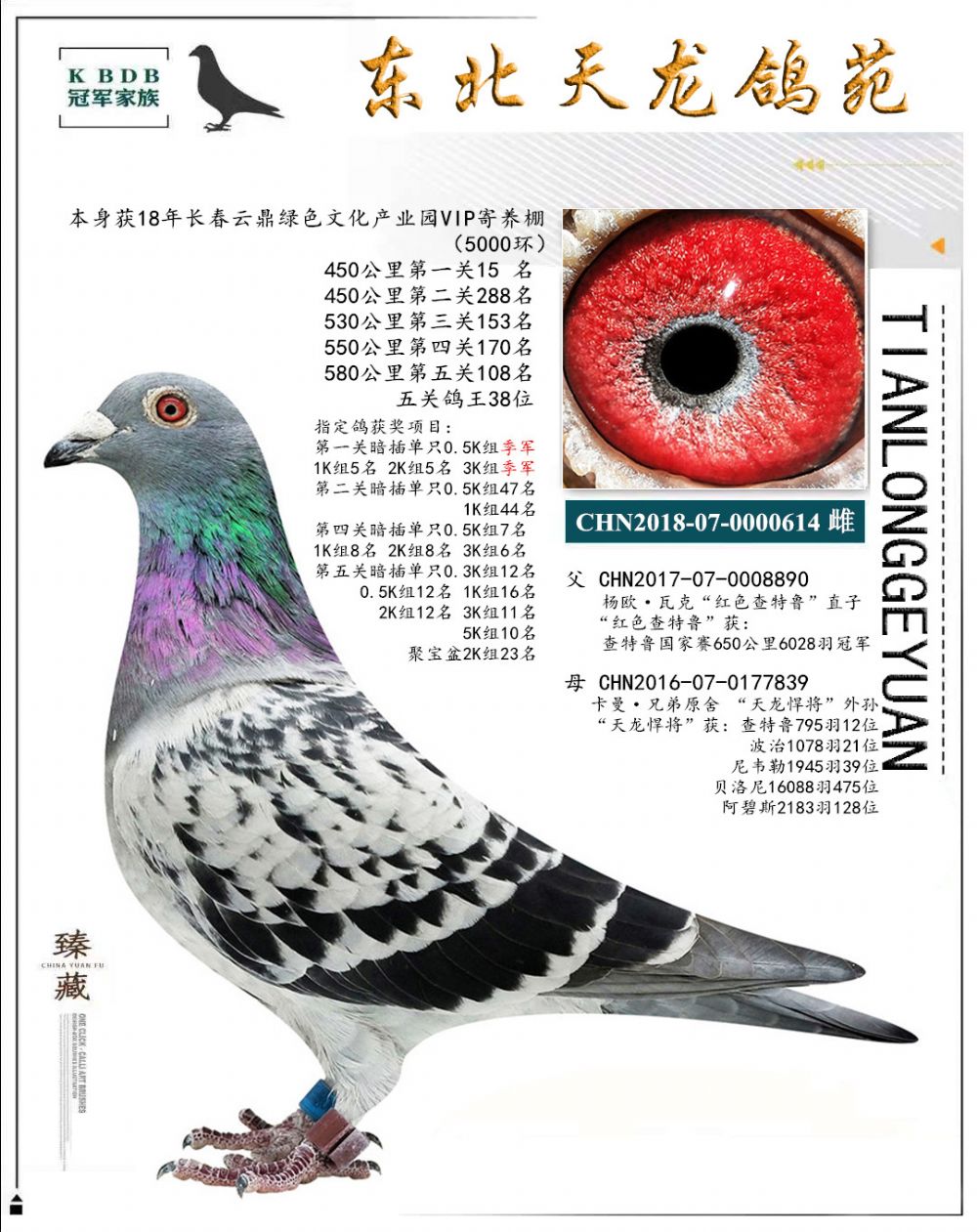 東北天龍鴿苑最新圖片，鴿界風(fēng)采展現(xiàn)，價(jià)值與影響深度探討